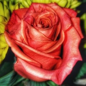 Meet your Posher, Debora